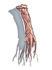 Tendon