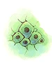 Single Cell