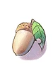 Unripe Acorn