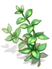 Slapping Herb