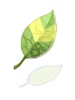 Costume Smokie Leaf