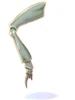 Insect Leg