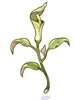 Poison Herb Seratum