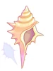 Conch
