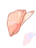Clam Flesh