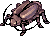 Thief Bug Female