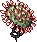 Drosera